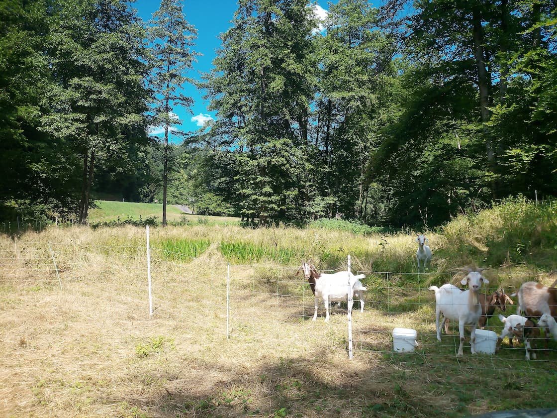 Ziegen im Haager Tal